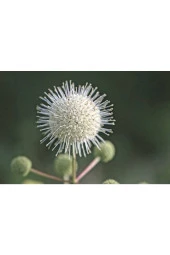 Ayc Botanik 10 Adet Buttonbush Tohumu - 1