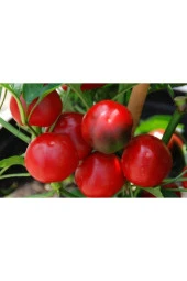 Ayc Botanik 20 Adet Red Sweet Cherry Biber Tohumu - 2