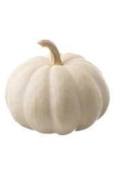 Ayc Botanik 5 Adet Polar Bear Bal Kabağı Tohumu thumbnail 2