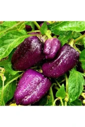 Ayc Botanik 20 Adet Purple Bell Biber Tohumu - 2