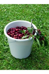 Ayc Botanik 10 Adet Black Cherry (kiraz) Tree Tohumu - 3