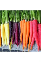 Ayc Botanik 100 Adet Five Color Rainbow Havuç Tohumu - 1