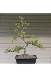 Ayc Botanik 20 Adet Striped Togo Patlıcan Tohumu - 1