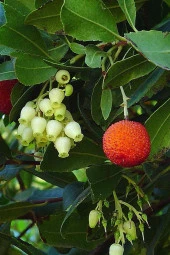 Ayc Botanik Yabani Dağ Çileği Tohumu / 40 Adet Dağ Çileği Tohumu - 3