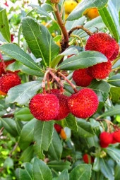 Ayc Botanik Yabani Dağ Çileği Tohumu / 40 Adet Dağ Çileği Tohumu - 5