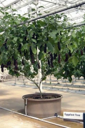 Ayc Botanik Ithal Çin Patlıcan Ağacı Tohumu Eko Paket / 70+ Adet Tohum - 1