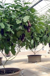 Ayc Botanik Ithal Çin Patlıcan Ağacı Tohumu Eko Paket / 70+ Adet Tohum - 2