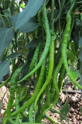 Ayc Botanik Sivri Acı Kıl Biber Tohumu / 10+ Adet Biber Tohumu - 1