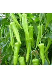 Ayc Botanik Çarliston Biber Tohumu 10 Adet Tohum - 1