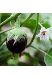 Ayc Botanik Adana Dolmalık Patlıcan Tohumu 20 Adet - 1