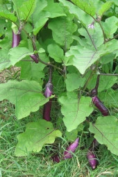 Ayc Botanik Mor Tayland Patlıcan Tohumu / 5+ Adet Tohum - 1