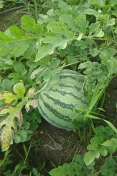 Ayc Botanik Sarı Karpuz Tohumu 30 Adet - 2