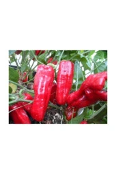 Ayc Botanik Doğal Ilaçsız Urfa Isot Acı Biber Tohumu (100 Tohum) - 1