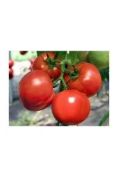 Ayc Botanik Oturak Domates Tohumu 25+ Adet Tohum - 1