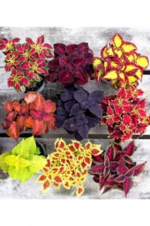 Ayc Botanik 9'lu Tam Takım Kolyos Yaprağı Tohumu (yaprağıgüzel) 100 110 Adet - 1