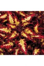 Ayc Botanik Yıldız Kolyos Yaprağı Tohumu (yaprağıgüzel) 10 15 Adet - 1