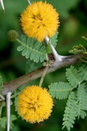 Ayc Botanik Sarı Mimoza Ağacı Tohumu / 5 Adet Tohum - 1