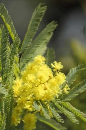 Ayc Botanik Sarı Mimoza Ağacı Tohumu / 5 Adet Tohum - 2