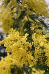 Ayc Botanik Sarı Mimoza Ağacı Tohumu / 5 Adet Tohum - 3