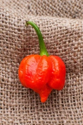 Ayc Botanik Dünyanın En Acısı Trinidad Scorpion Biber Tohumu / 10 Adet Tohum - 1