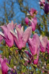 Ayc Botanik Yaprak Döken Pembe Manolya Ağacı Tohumu / 3 Adet Tohum - 3