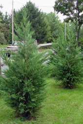 Ayc Botanik Leylandi Çamı Tohumu / 5 Adet Tohum - 1