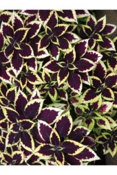 Ayc Botanik Bordo Yeşil Kolyos Yaprağı Tohumu (yaprağıgüzel)-10 15 Adet - 1