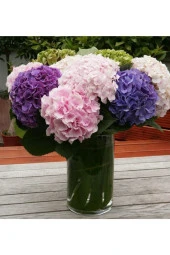 Ayc Botanik Pudralı Mor Karışık Renkli Ortanca Çiçeği Tohumu-10 15 Adet - 1