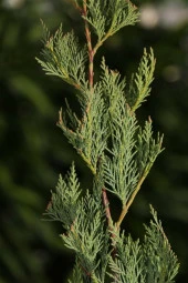 Ayc Botanik Leylandi Çamı Tohumu / 5 Adet Tohum - 3