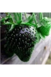 Ayc Botanik 10 15 Adet Siyah Çilek Tohumu - 1