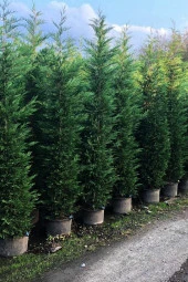 Ayc Botanik Leylandi Çamı Tohumu / 5 Adet Tohum - 4