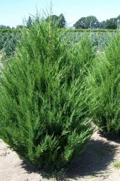 Ayc Botanik Leylandi Çamı Tohumu / 5 Adet Tohum - 5