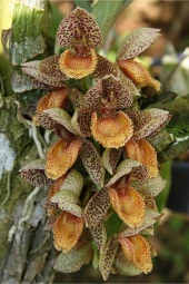 Ayc Botanik Sütlü Kahve Orkide Çiçeği Tohumu 10 15 Adet - 1