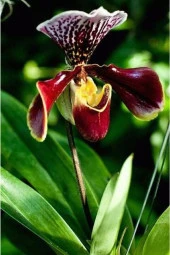 Ayc Botanik Tavuskuşu Orkide Tohumu 10 Adet - 1