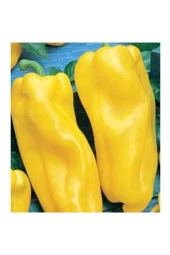 Ayc Botanik 10 Adet Italyan Nocera Sarı Tatlı Biber Tohumu - 1