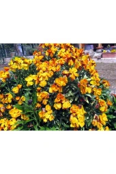 Ayc Botanik 20 Adet Sarı Şebboy Çiçeği Tohumu - 2