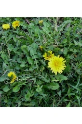 Ayc Botanik 10 Adet Karahindiba Tohumu - 1