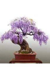Wisteria Bonsai Ağacı Tohumu 3 Adet - 1