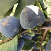 Özel Tür Tüplü ve Aşılı Black (Siyah) Trabzon Hurma Fidanı (Diospyros Kaki L.) - 4