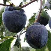 Özel Tür Tüplü ve Aşılı Black (Siyah) Trabzon Hurma Fidanı (Diospyros Kaki L.) - 5