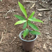 Nadir Ürün Gül Elması (Rose Apple) Meyve Fidanı thumbnail 2