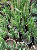 Saksıda Büyük Boy Leş Kaktüs (Çİçek Açar Durumda) thumbnail 3