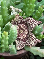 Saksıda Büyük Boy Leş Kaktüs (Çİçek Açar Durumda) thumbnail 1