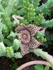 Büyük Boy Leş Kaktüs (Saksısa ve Çiçek Açar Durumda) thumbnail 1