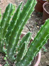 Büyük Boy Leş Kaktüs (Saksısa ve Çiçek Açar Durumda) thumbnail 3