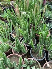 Büyük Boy Leş Kaktüs (Saksısa ve Çiçek Açar Durumda) thumbnail 4