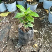 Sınırlı Sayıda Arabica Kahve Fidanı (Tüplü, Büyük Boy) - 4