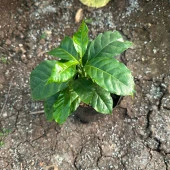 Sınırlı Sayıda Arabica Kahve Fidanı (Büyük Boy, Tüplü) - 3