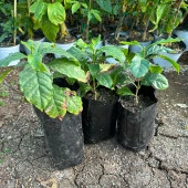 Sınırlı Sayıda Arabica Kahve Fidanı (Büyük Boy, Tüplü) - 4