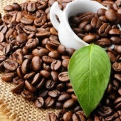 Sınırlı Sayıda Rabusta Kahve Fidanı (Küçük Boy, Tüplü) - 1